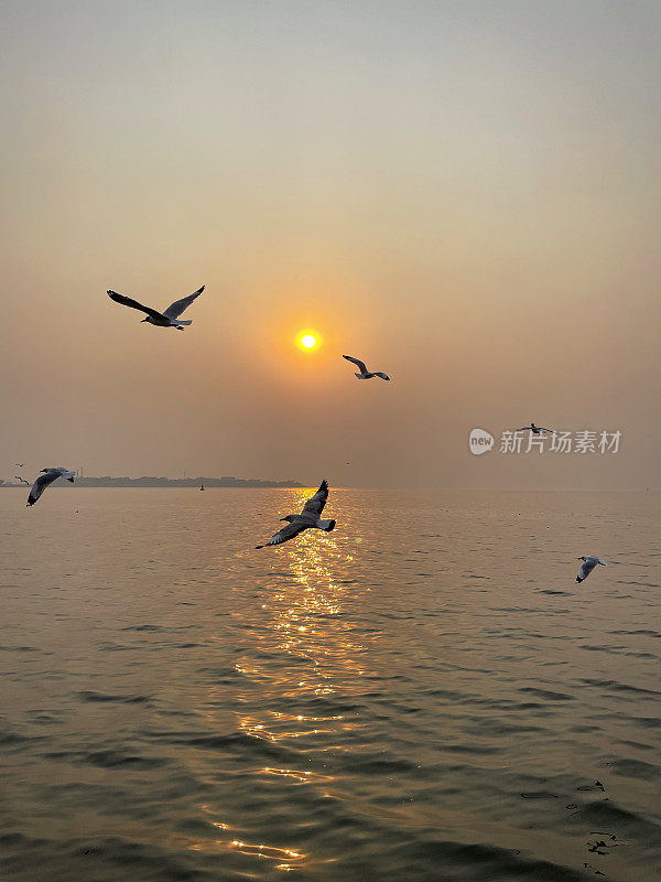 一群细长喙鸥(chicocephalus genei)在日落的天空飞过海浪的特写图像，夕阳带着橙色的光环在印度洋上空飞行，重点在前景